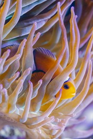海葵和小丑鱼精美图片