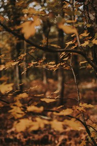 凄冷秋天树林图片