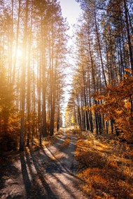 秋季逆光森林精美图片