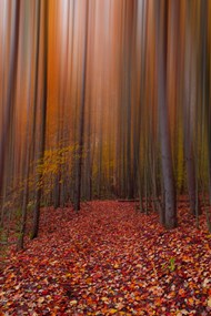 秋天唯美树林落叶高清图片