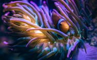 海底海葵小丑鱼精美图片