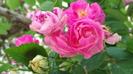 成熟玫瑰花朵图片下载