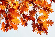 黄树叶秋季风景图片大全