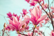 粉色玉兰花写真高清图片