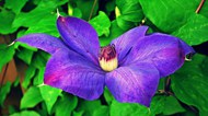 紫色铁线莲花朵绽放高清图片