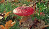 秋季草地红蘑菇高清图片