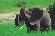 草地巨型大象精美图片