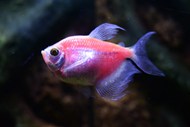 鱼缸红色观赏鱼高清图片