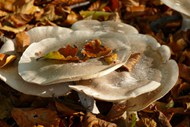 地面野生白蘑菇图片下载