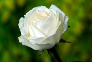 白色玫瑰花苞图片大全