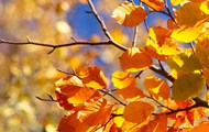 秋天树枝黄树叶精美图片