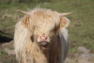 苏格兰高原奶牛精美图片