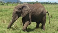 肯尼亚大象图片下载
