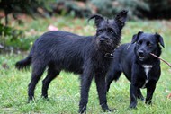 两只黑色小狗精美图片