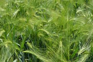 未成熟绿色小麦麦穗图片下载