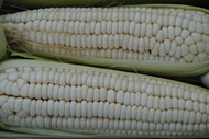 白色玉米棒图片下载