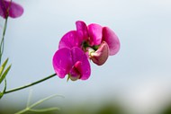 紫色蝴蝶兰花朵写真图片