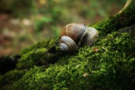 绿草地蜗牛爬行精美图片
