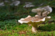 盘状真菌蘑菇图片下载
