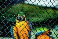 动物园金刚鹦鹉观赏精美图片