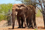 非洲丛林大型野生象高清图片