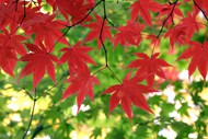 秋天火红枫树叶高清图片