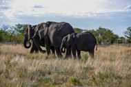 非洲大象一家三口图片下载