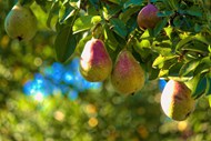 果树上成熟香梨精美图片