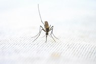 近距离写真蚊子精美图片