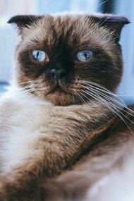 蓝眼睛的猫精美图片