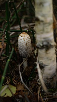 森林白色蘑菇图片下载