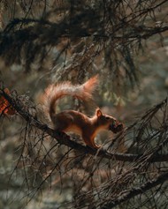 森林里的红松鼠高清图片