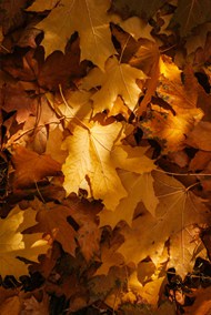 秋天黄色叶子背景高清图片