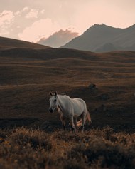 山上的白色马高清图片