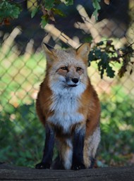 红狐坐在围栏区图片大全
