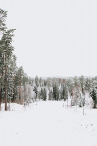 冬季雪景树林高清图片