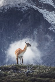 鹿科动物图片下载
