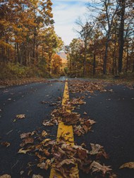 初秋树林公路落叶精美图片