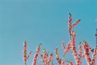 湛蓝色天空樱花精美图片