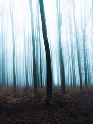 初冬雾气朦胧树林图片下载