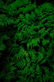 墨绿色蕨类植物高清图片