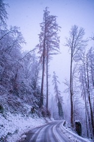 冬季寒冷清晨树林精美图片