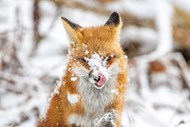 冬季雪地雪狐精美图片