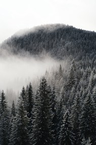 云雾缭绕下的树林图片下载