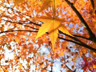 秋天树林落叶图片下载
