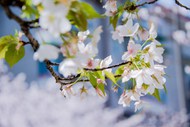 春天盛开白色樱花写真高清图片