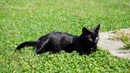 草地休息的黑猫高清图片