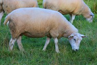 农牧场羊群吃草高清图片