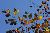 秋天黄叶风景图片下载