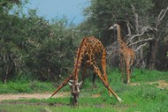 非洲森林长颈鹿图片下载